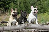 BOULEDOGUE FRANCAIS 013